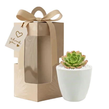 Succulent gift